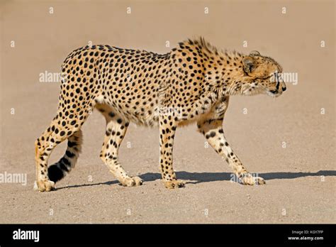 Gepard prey -Fotos und -Bildmaterial in hoher Auflösung – Alamy