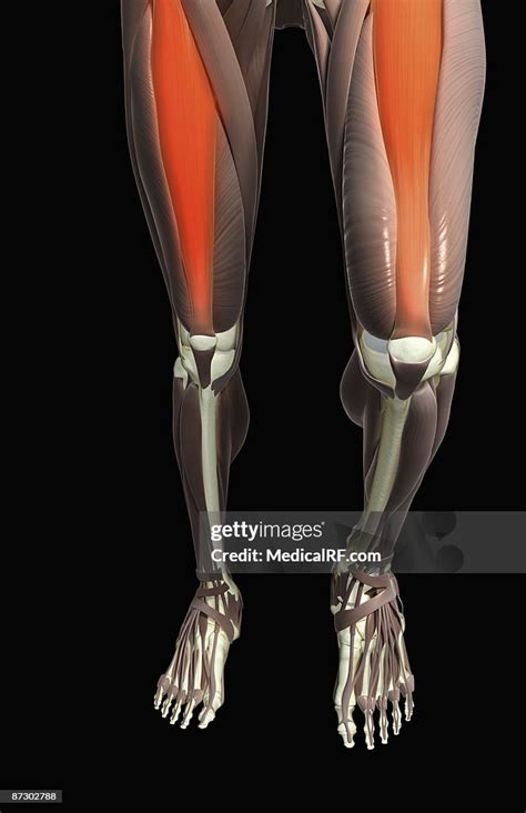 Thigh Flexion High Res Vector Graphic Getty Images