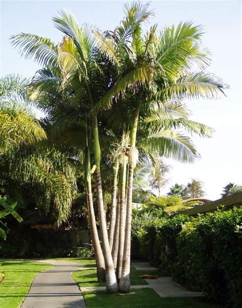 King Alexander Palm Live Rooted Potted Triple Seedlings 6 10 Inches