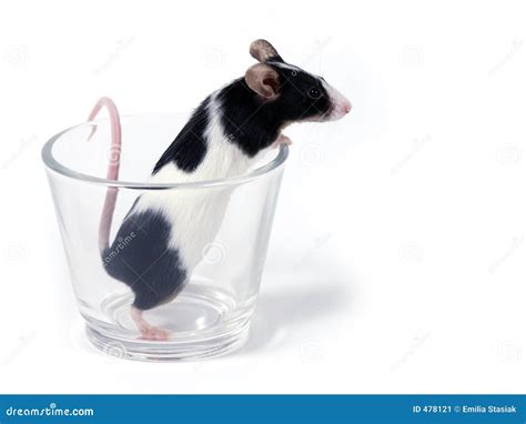 Mouse in a glass stock image. Image of holiday, annual - 478121