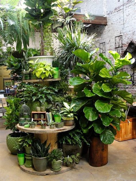 Pin By Carolyn Malin On Garden Shop House Plants Indoor Indoor Plants Plants