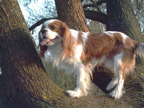 Cavalier King Charles Spániel Kutya