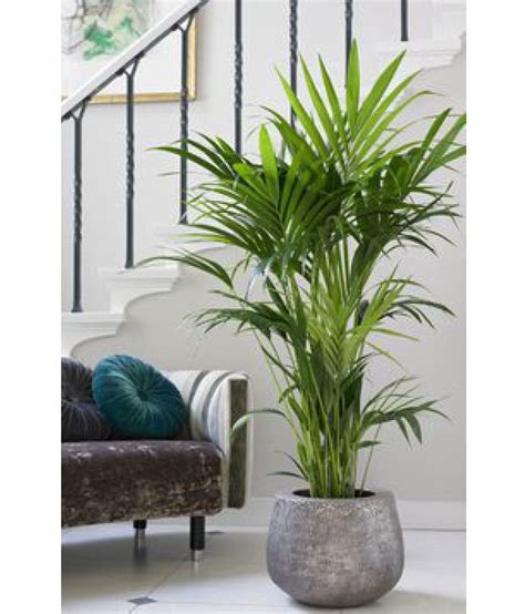 Natural Plant Areca Palm Plant Natural Indoor Indoor Plant Buy Natural