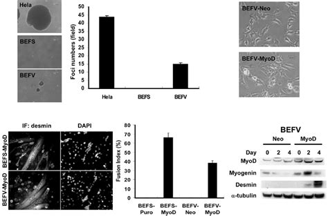 Myod Mediated Differentiation Of Befv Cells A Representative