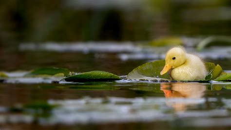 Bing HD Wallpaper May 7, 2024: A duckling swimming in a water meadow, Suffolk, England - Bing ...