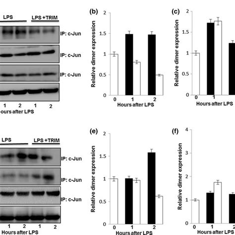 Nos1 Inhibition Promotes Dimerization Of Junatf2 Dimer Over Fosjun Download Scientific