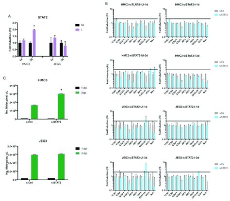 Role Of STAT2 In ZIKV Replication And In The Intracellular Response To