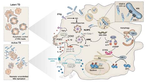 Effects Of Esat 6 On The Outcome Of Mtb Infection Of Host Macrophages