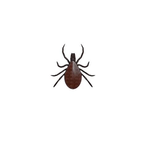 Spinning Tick By Cursedrender Bug Insect Arachnid Arthropod Animated Rotating