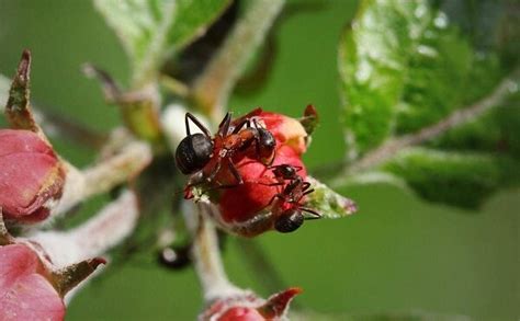 Как избавиться от муравьев на плодовых деревьях | МедиЛис | Дзен