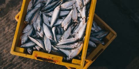 Jenis Ikan Air Laut Yang Bisa Dikonsumsi Lezat Dan Kaya Akan