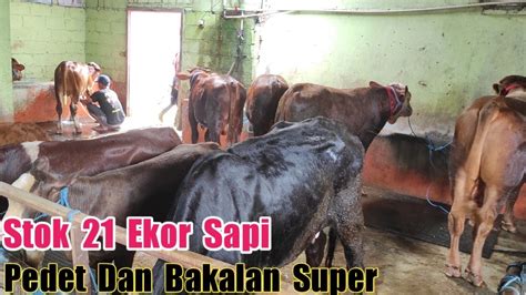 Proses Penurunan Stok 21 Ekor Sapi Pedet Dan Bakalan Super Harga