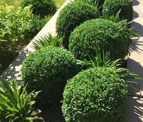 How To Grow Common Box Buxus Sempervirens Bbc Gardeners