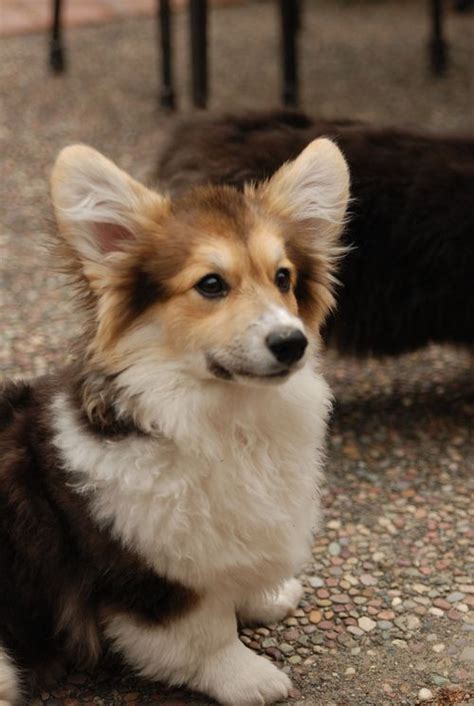 long hair corgi