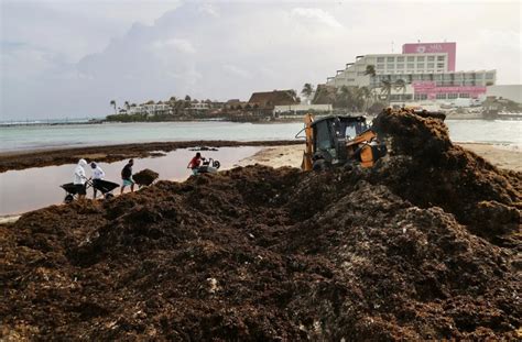 Recolectan Toneladas De Sargazo En Playa Norte En Isla Mujeres