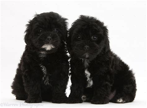 Dogs: Black Pooshi (Poodle x Shih-Tzu) pups photo WP18789