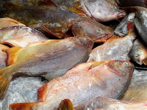 Fiscais Apreendem Mais De 90 Kg De Pescado Irregular E Doam Para