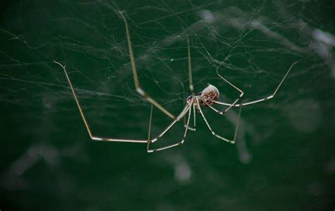 Las Vegas Desert Recluse Spider