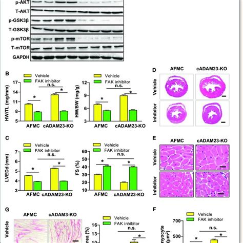 Adam Inhibits Angii Induced Cardiomyocyte Hypertrophy In Vitro A