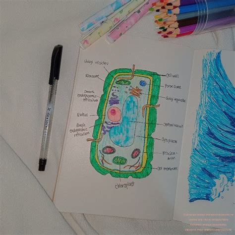 Plant Cell Drawing in 2022 | Plant cell drawing, Drawings, Ballpen drawing