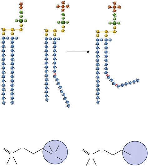 Structure and composition of the membrane lipids... | Download ...