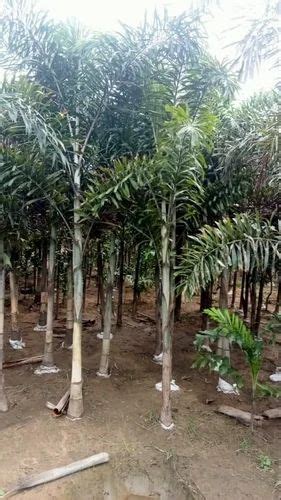 Well Drained Hyophorbe Lagenicaulis Foxtail Palm Plant For Plantation