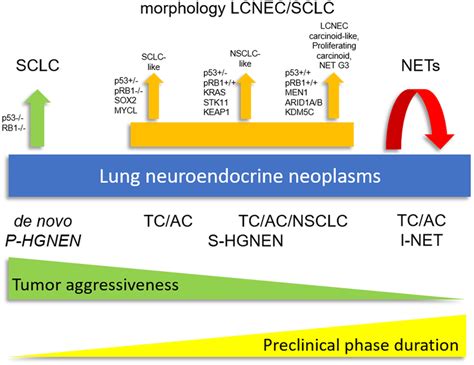 Reappraisal of the lung neuroendocrine neoplasia spectrum according to... | Download Scientific ...