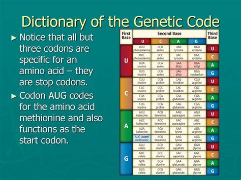 Chapter 12 Molecular Genetics Ppt Download