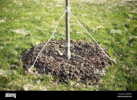 Planting Tree In Ground In Park Sapling In Ground Planting Stock