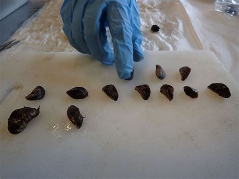 Assessing Pollution in the Great Lakes Through Quagga Mussel Analysis - NCCOS Coastal Science ...