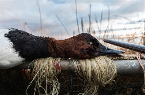 Canvasback Recipe: Canvasback Duck Recipe - a Great Table Fare | SITKA Gear