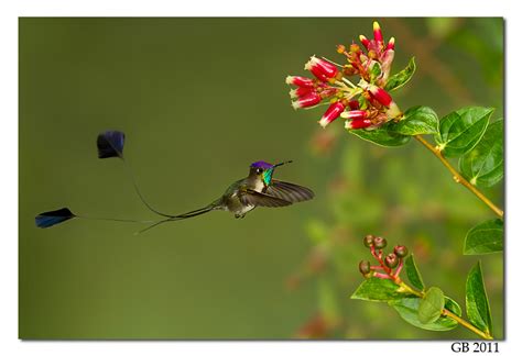 MARVELOUS SPATULETAIL