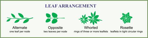 Leaf Morphology: Arrangement – Wandering through Wadis