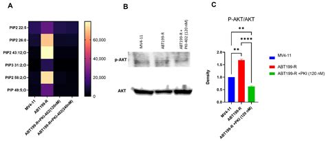 Venetoclax Resistant Mv4 11 Leukemic Cells Activate Pi3kakt Pathway