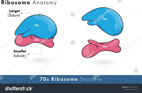 Prokaryotic Ribosome Structure With Its 50s And Royalty Free Stock