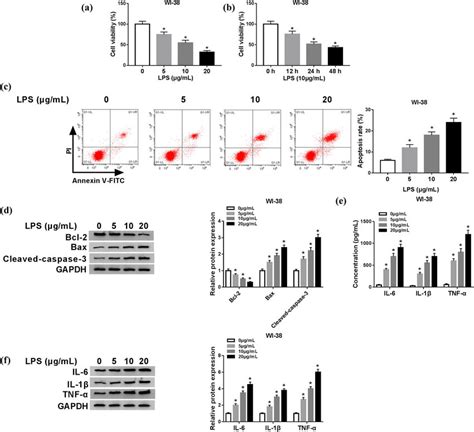 Lps Induced Apoptosis And Inflammation In Human Lung Fibroblast Cells