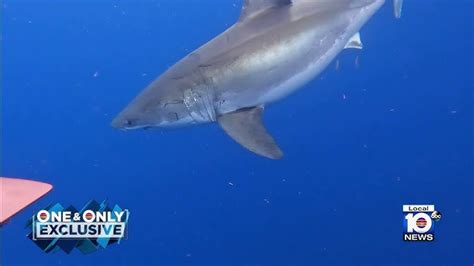 12 Foot Great White Shark Spotted Swimming Off Sea Isle City Down