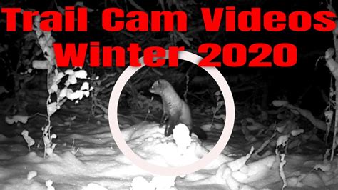 Wildlife Trail Cam Videos From Winter Of 2020 YouTube