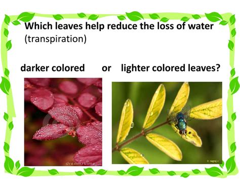 Ppt Transpiration In Plants Comparing Leaves Powerpoint