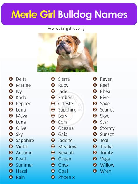 250+ Female Bulldog Names (Unique, Exotic, Funny) - EngDic