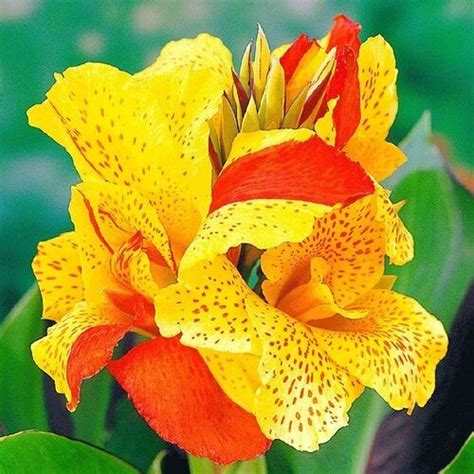 Perennial Cannas On Sale