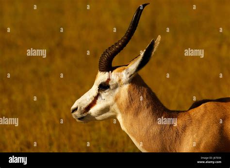 Wild Springbok antelope on the African plains Stock Photo - Alamy