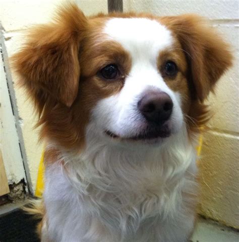 Rusty 3 Years Old Cavalier King Charles Spaniel Papillon Mix 25