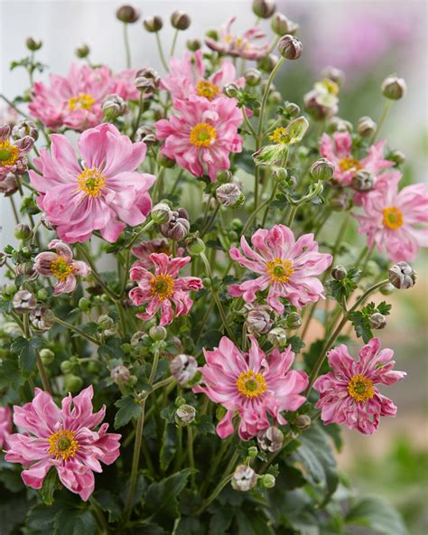 Anemone hupehensis 'Belle' (Fantasy Series) | Buy Now | Proctors Nursery