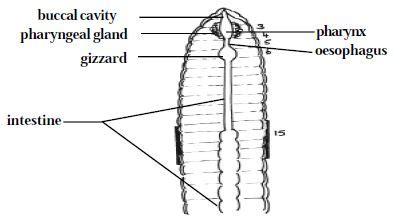 Digestive System of Earthworm - QS Study