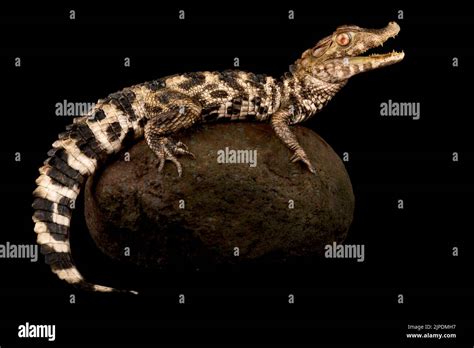 Cuvier S Dwarf Caiman Paleosuchus Palpebrosus Stock Photo Alamy