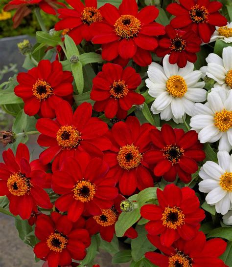 Profusion Red Zinnia, Zinnia hybrida 'Profusion Red', Monrovia Plant