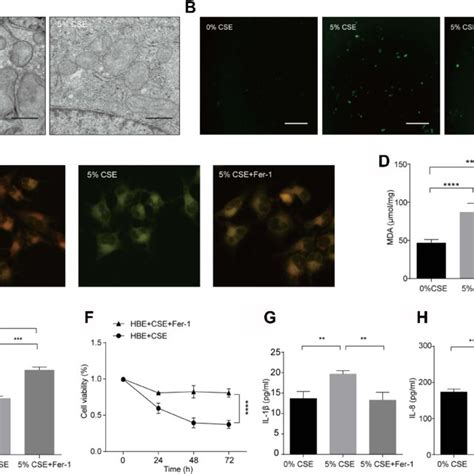 Ferroptosis Is Involved In Human And Murine Copd Lung Tissues A