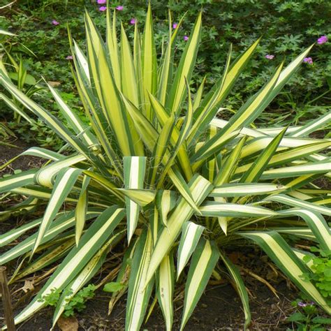 Yucca Filamentosa Ivory Tower Adams Needle SiteOne