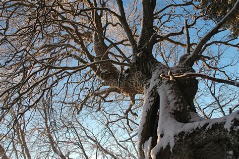 Old Bizarre Trees Stock Image Image Of Tree Countryside 37354169